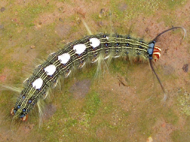 Caterpillar (photo: Njei M.T)